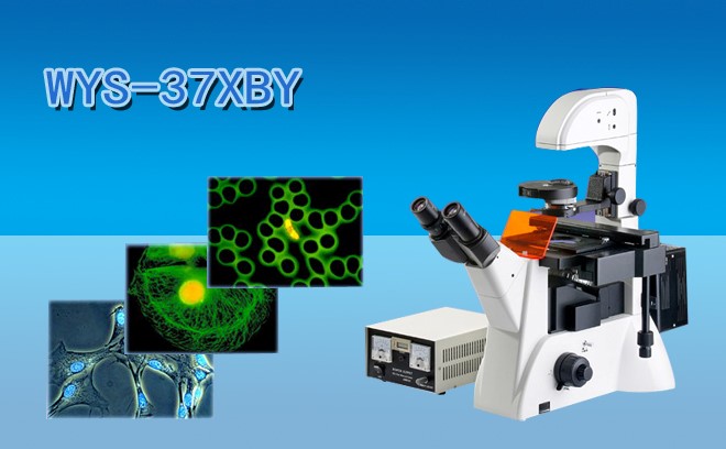 細胞研究用的生物顯微鏡分類和工作原理